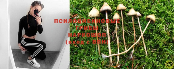 крисы Новодвинск
